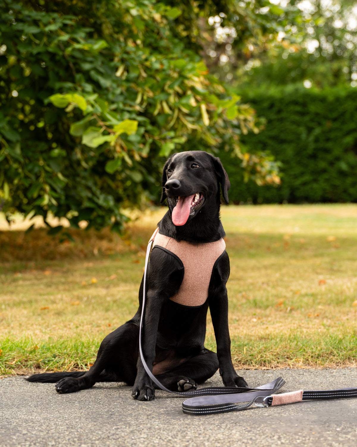 Soho Poms x Bowl & Bone Republic Mayfair Harness - Salmon