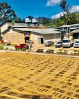 Honduras Capucas Decaf