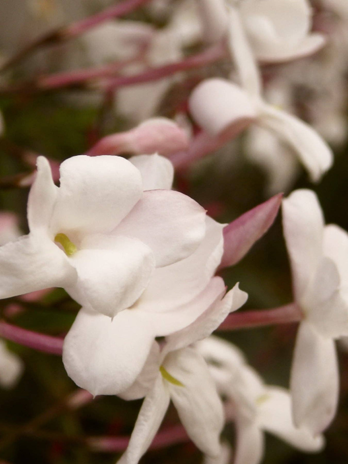 Jasmine &amp; Tuberose Diffuser Refill + Free Reeds