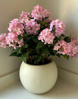 Lush Pink Hydrangea Plant in Pot