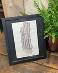 Framed Antique Anatomy Print 1920s Medical Book Plate Wall Art Picture J