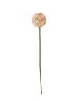 Apricot Allium Stem Effortless Bloom