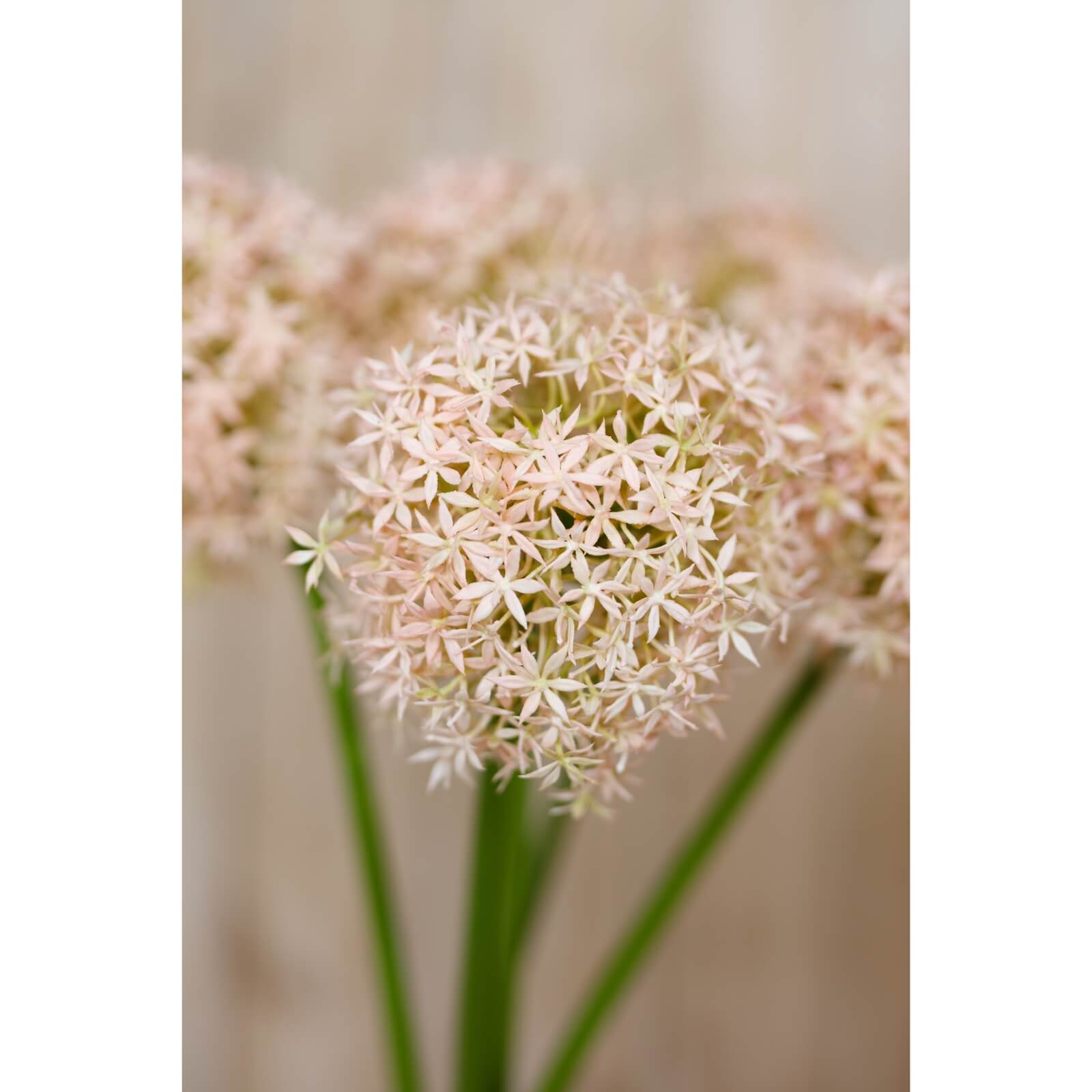 Pink Giant Allium Stem Faux Flower
