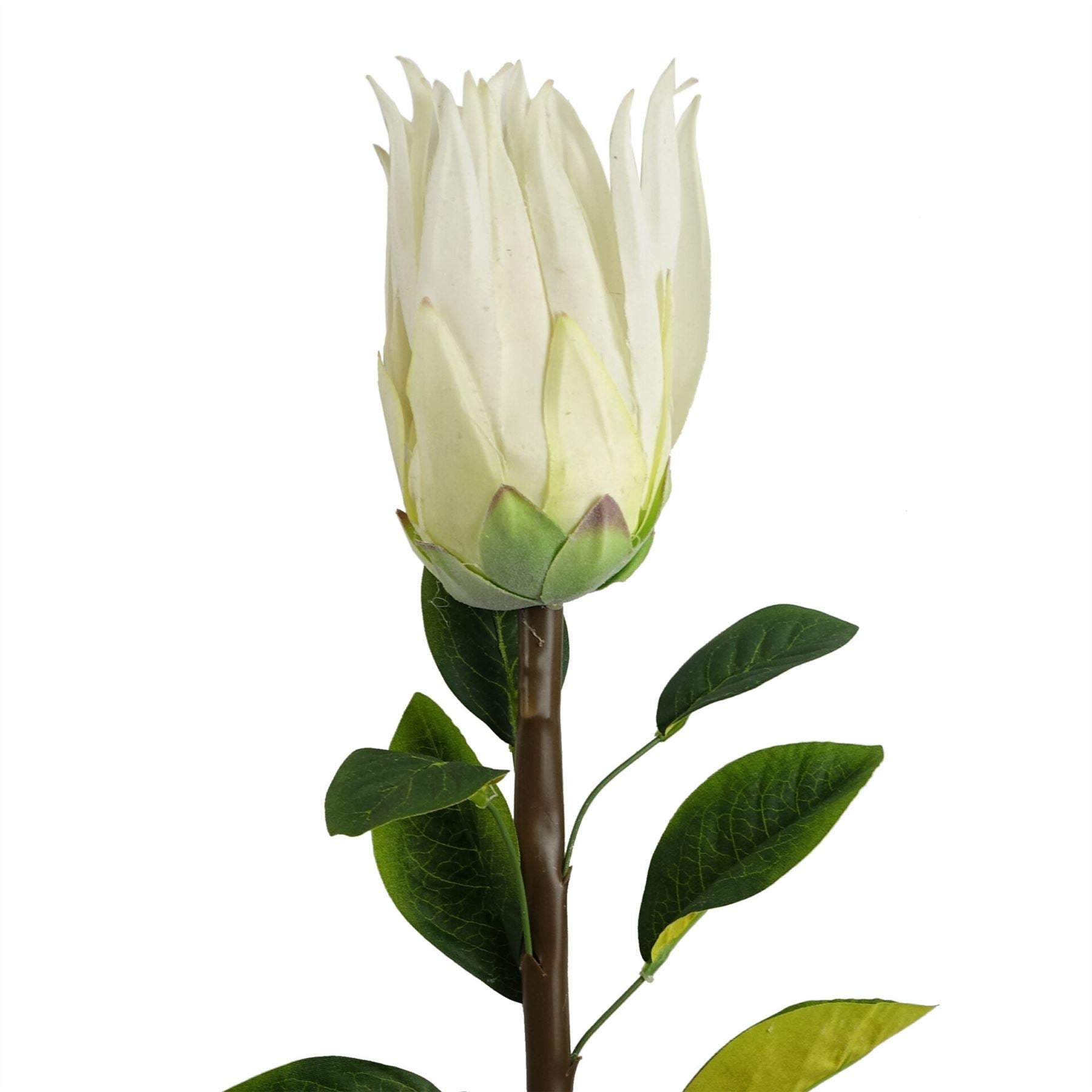Pack of 6 x 65cm Protea Sugarbush Flower Stem - White-4