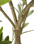 200cm Olive Tree in White Pot Mediterranean Style Indoor Plant
