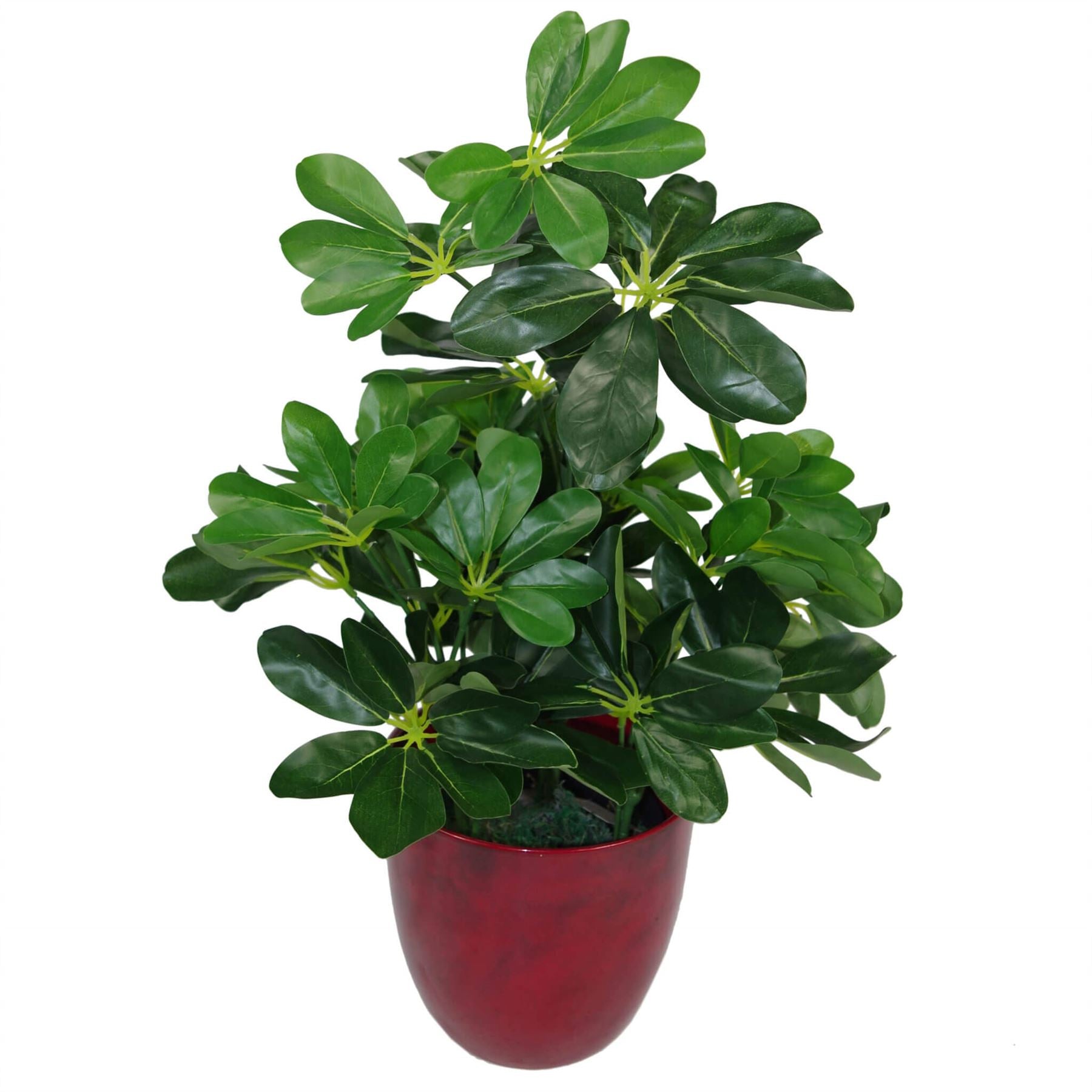 Artificial Arboricola Plant Umbrella Tree-2