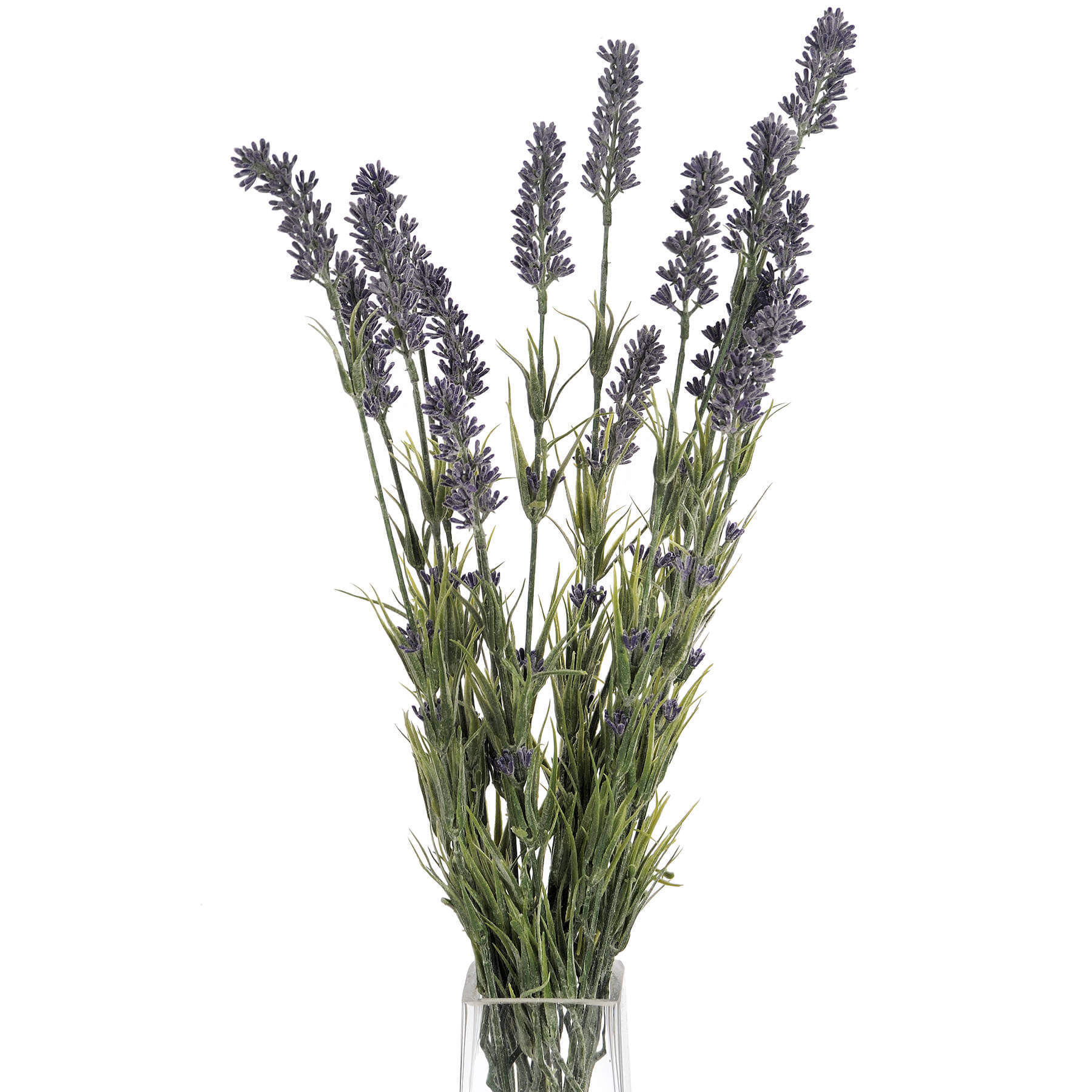 Lavender Bush Plant | Large Fragrant Blooms