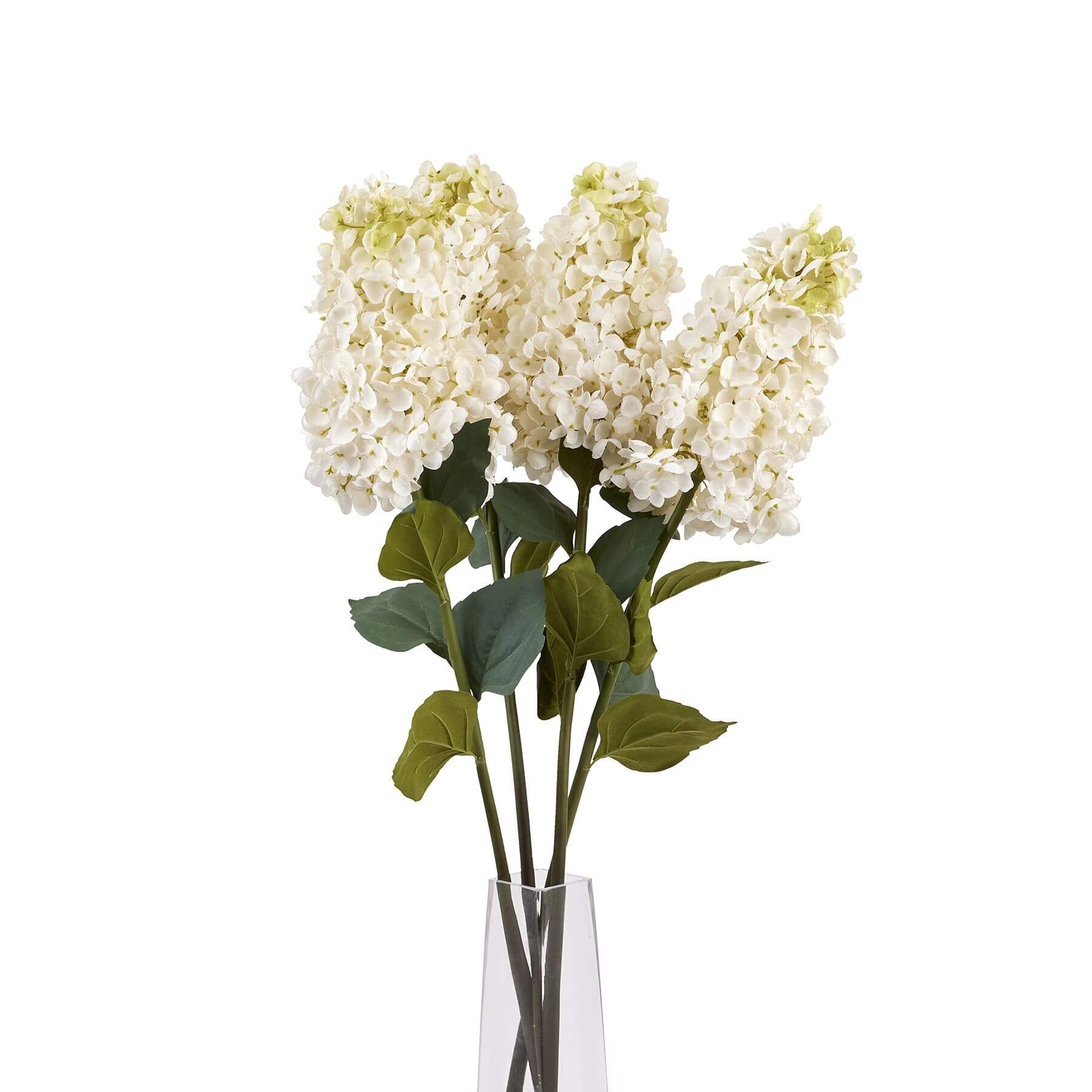 Stunning White Spear Hydrangea | Elegant Garden Blooms