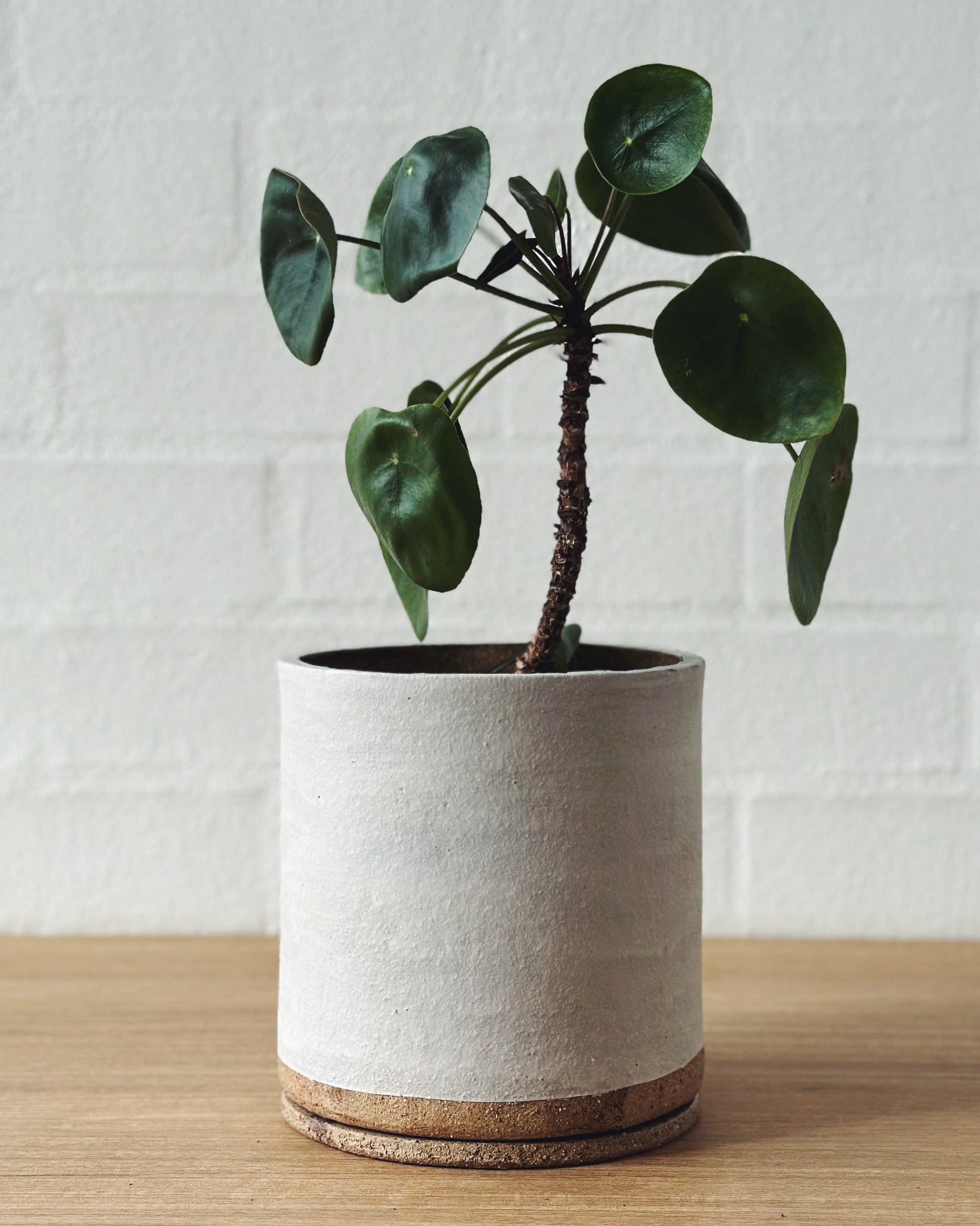 Handmade ceramic planter - Eggshell white