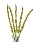Fresh Green Eremurus Stem Botanical Accent