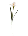 Pale Apricot Fringed Iris Blooming Stem