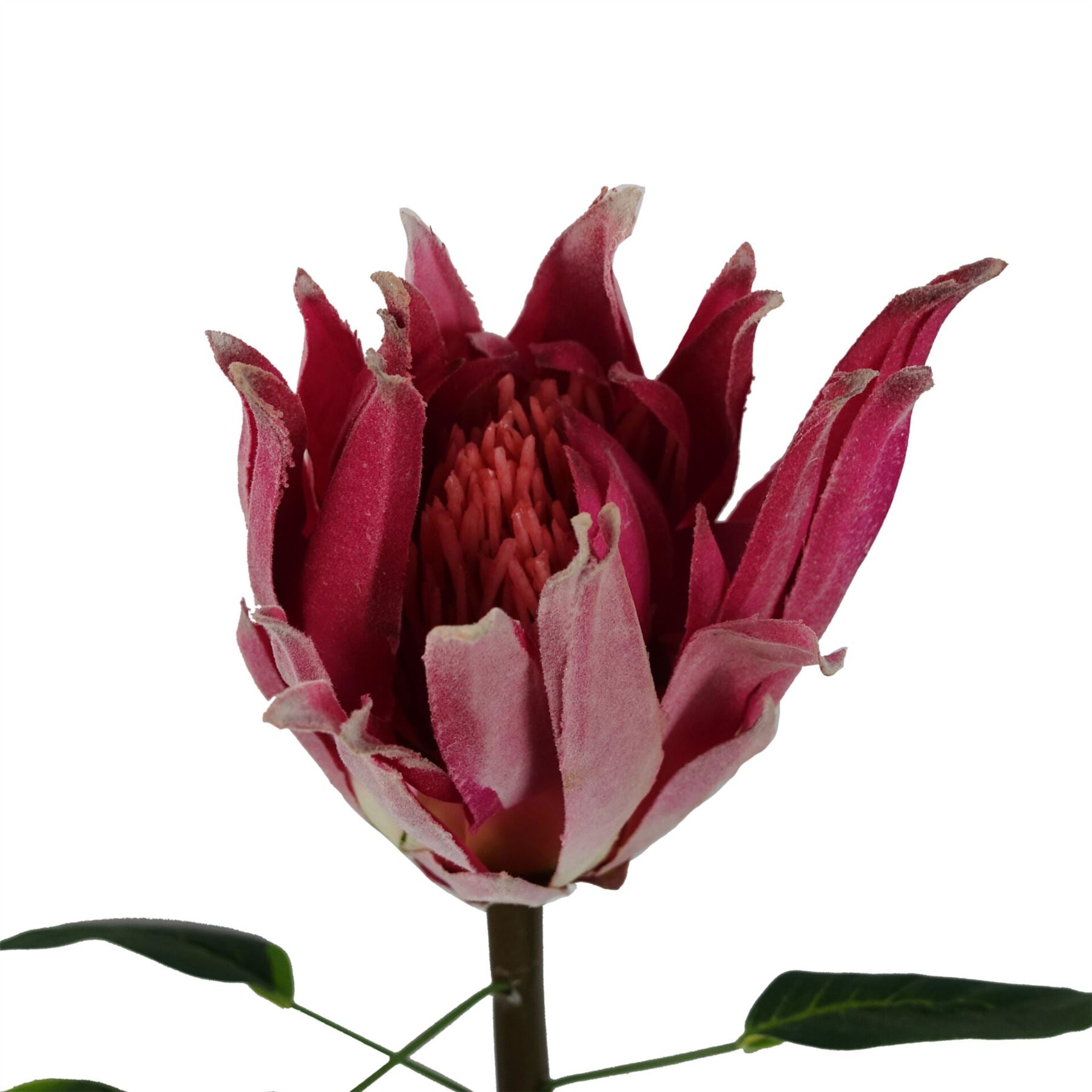 Pack of 6 x 65cm Protea Sugarbush Flower Stem - Pink-3