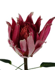 Pack of 6 x 65cm Protea Sugarbush Flower Stem - Pink-3