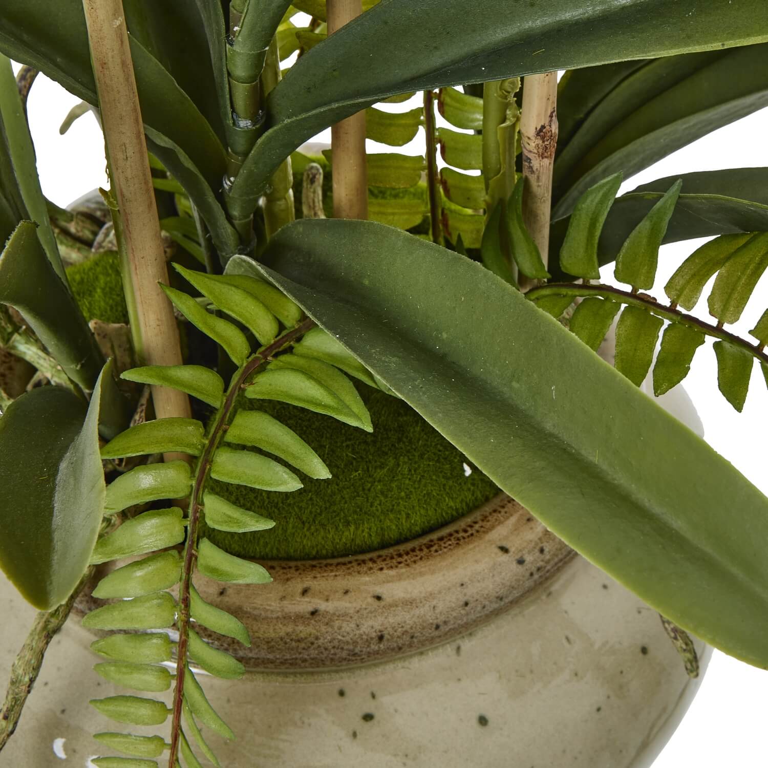 White Orchid in Ceramic Pot