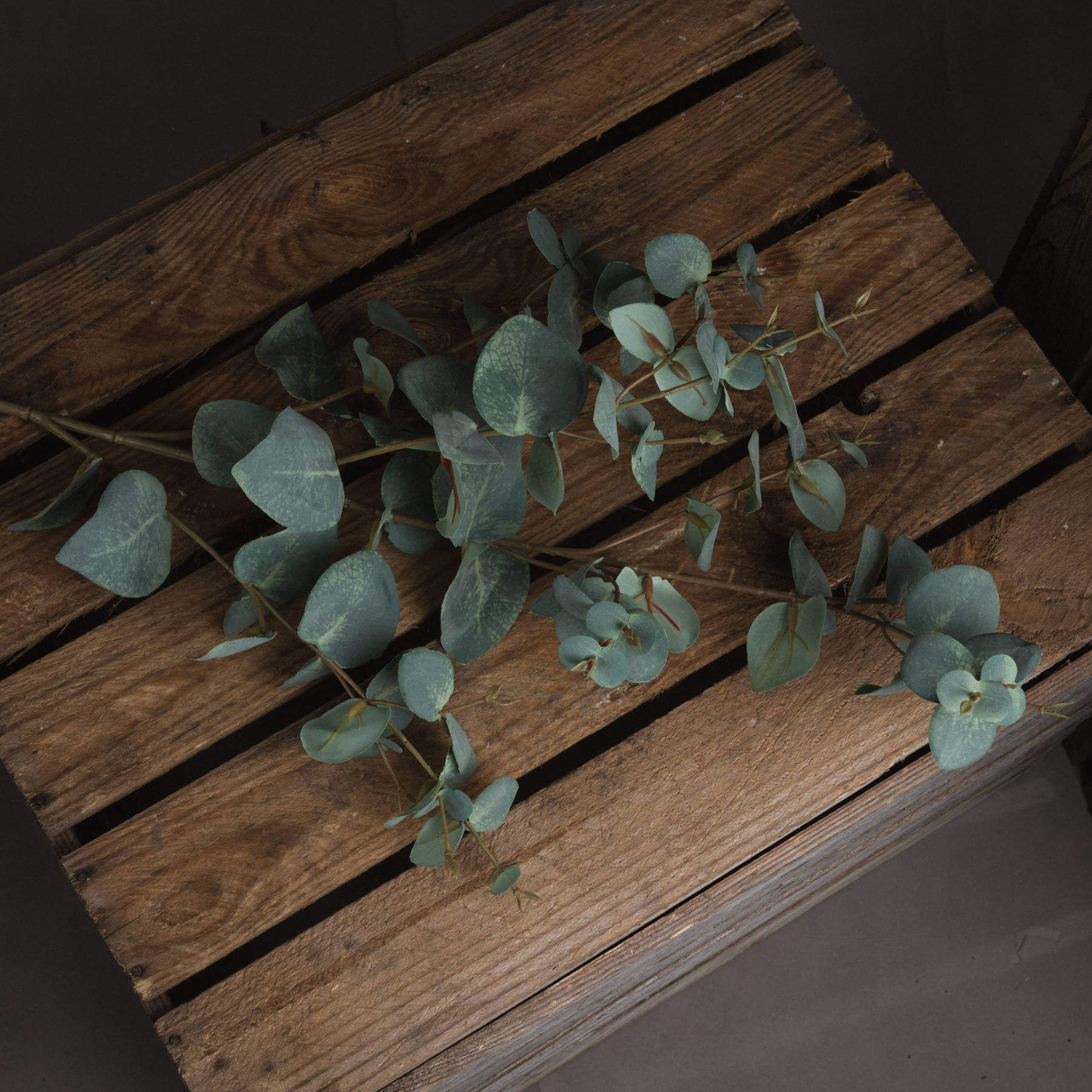 Fresh Variegated Eucalyptus | Natural Aromatic Foliage