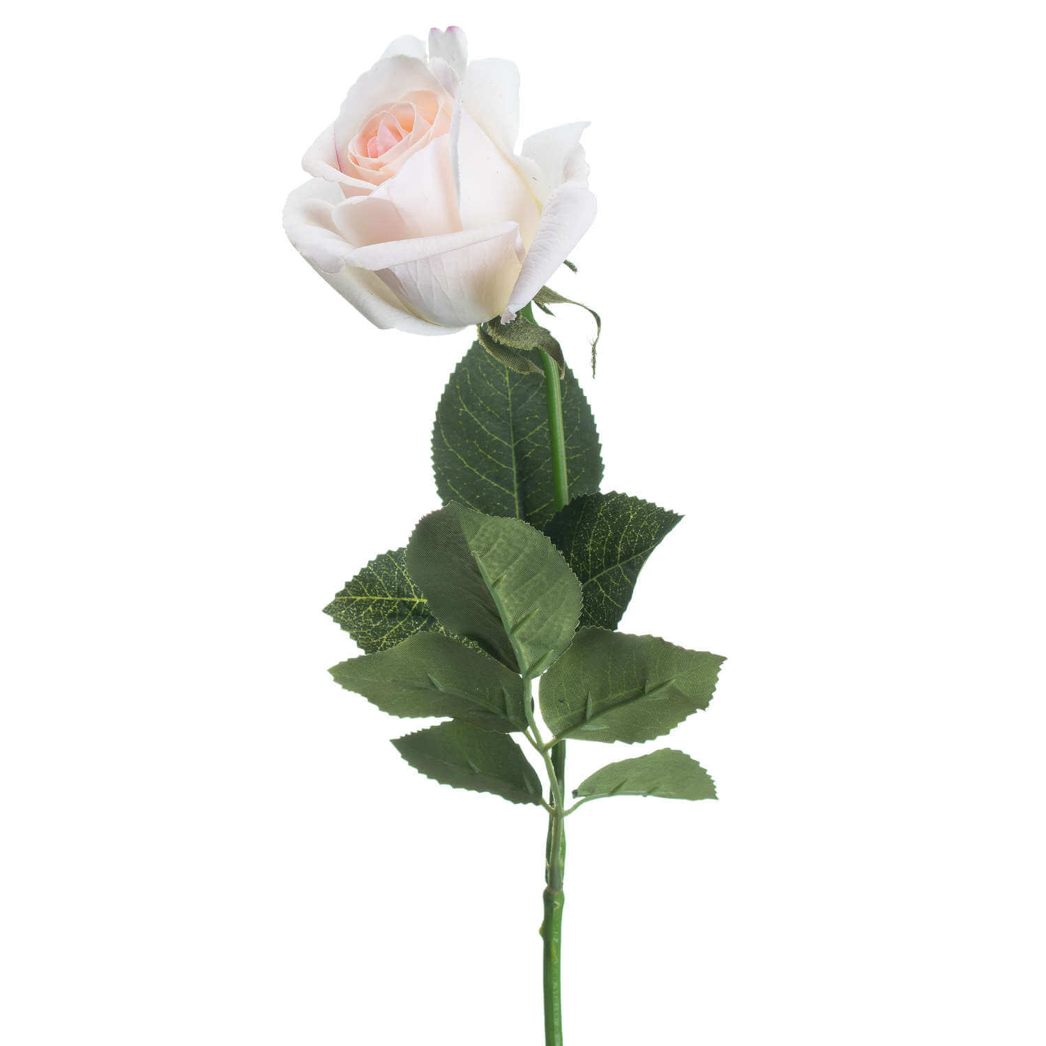 Soft Blush Tea Rose Everlasting Bloom