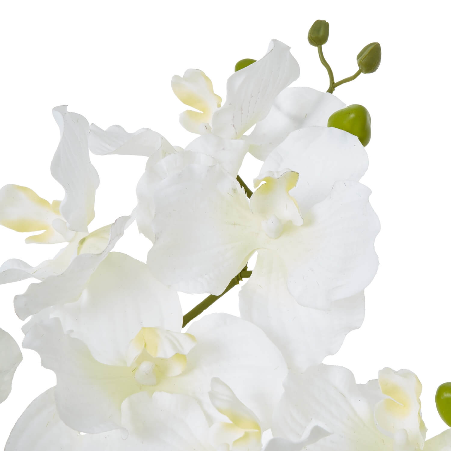 White Orchid in Ceramic Pot