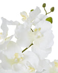White Orchid in Ceramic Pot