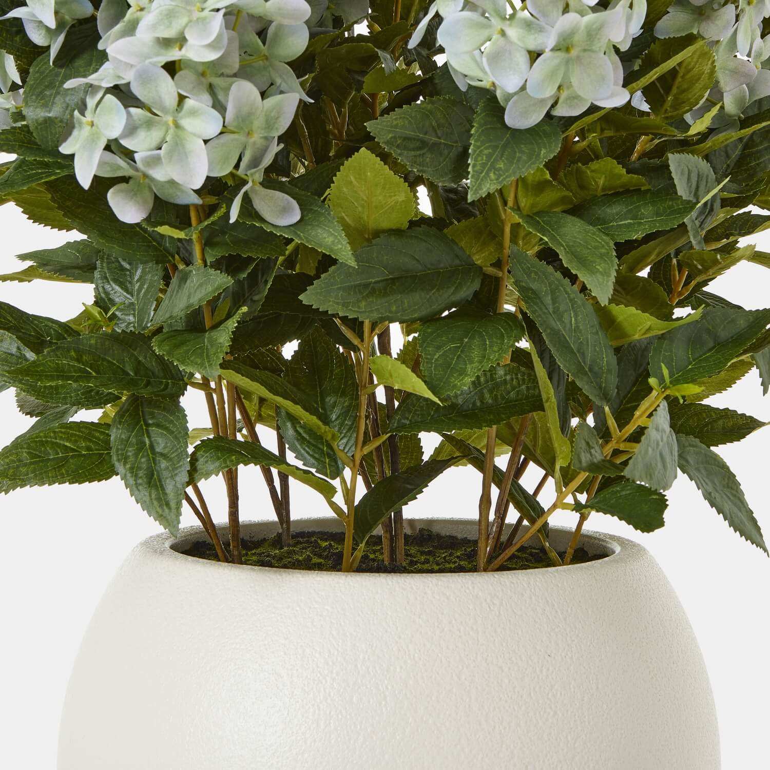 Lush Green Hydrangea Plant | Potted Home Decor