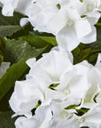 White Hydrangea Artificial Plant in Pot