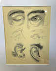 Victorian Anatomy Engraving – Antique Medical Print P