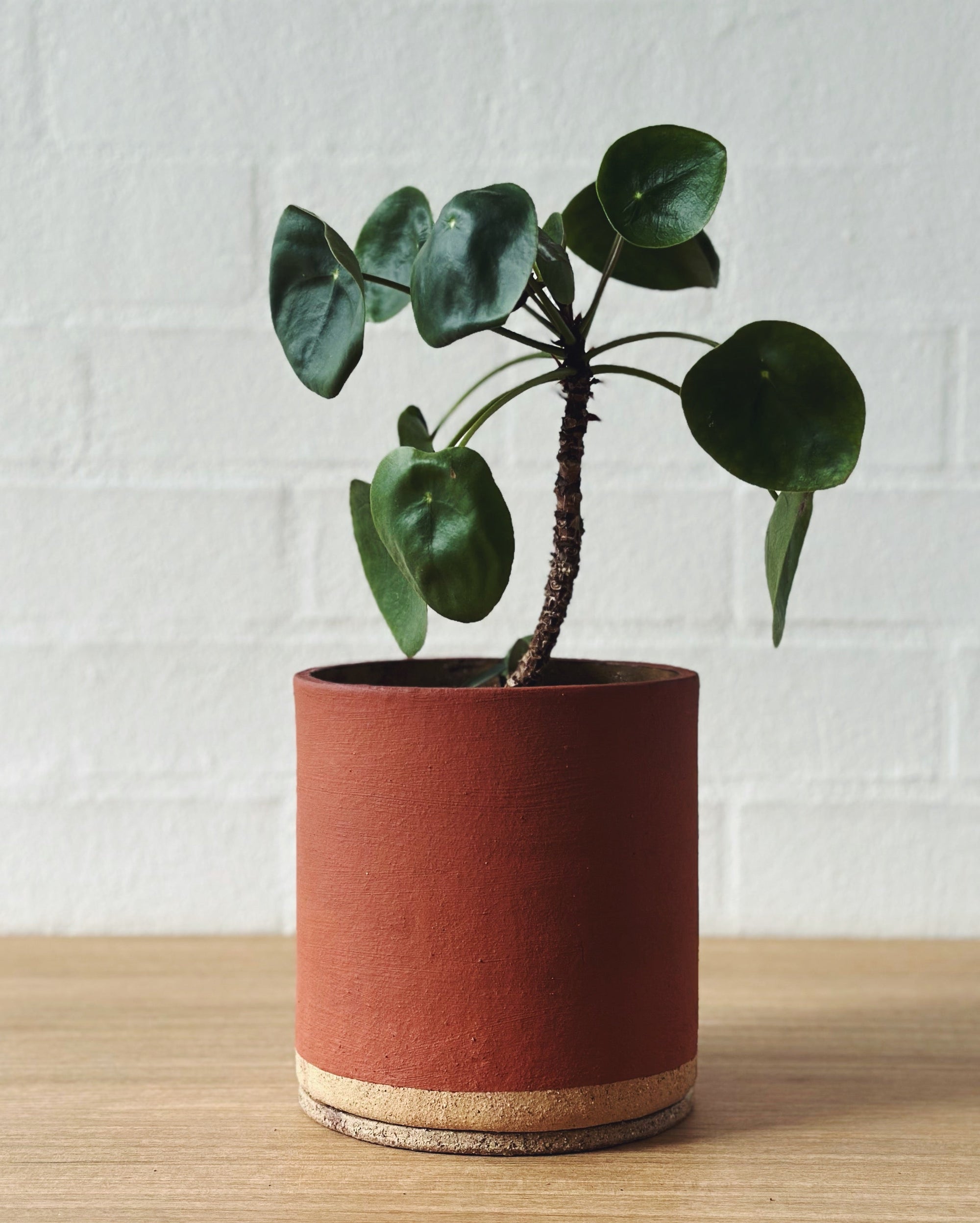 Handmade ceramic planter - Terracotta