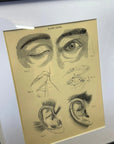 Victorian Anatomy Engraving – Antique Medical Print P