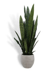 Artificial Snake Plant - 40"
