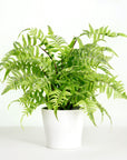 Artificial fern plant in white planter - 18"