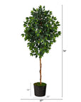 Faux Ficus Tree in Black Planter, 74”