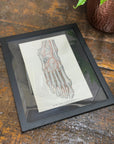 Framed Antique Anatomy Print 1920s Medical Book Plate Wall Art Picture J