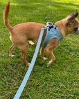 Tiny Trails Step In Air Mesh Puppy and Small Dog Harness Baby Blue