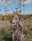 Bentley Olive & Khaki Colour Block Lead