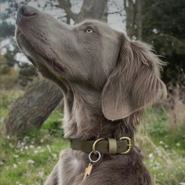 Bentley Olive &amp; Khaki Colour Block Collar