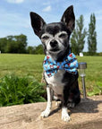 Blue Chihuahua Print Exclusive Designer Bow Tie by My Chi and Me