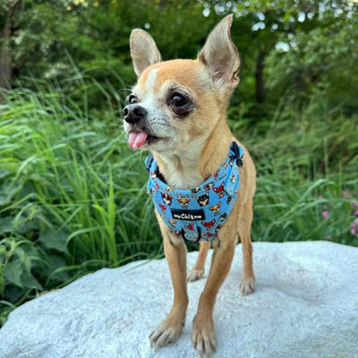 Blue Chihuahua Print Exclusive Small Dog Harness by My Chi and Me SALE