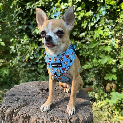 Blue Chihuahua Print Exclusive Small Dog Harness by My Chi and Me SALE
