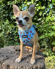 Blue Chihuahua Print Exclusive Small Dog Harness by My Chi and Me SALE