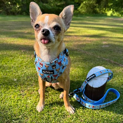 Blue Chihuahua Print Exclusive Small Dog Harness by My Chi and Me SALE