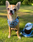 Blue Chihuahua Print Exclusive Small Dog Harness by My Chi and Me SALE