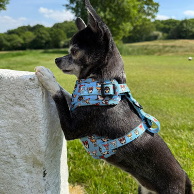 Blue Chihuahua Print Exclusive Small Dog Harness by My Chi and Me SALE
