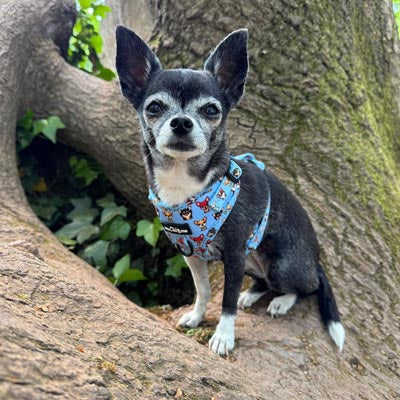 Blue Chihuahua Print Exclusive Small Dog Harness by My Chi and Me SALE