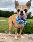 Blue Chihuahua Print Exclusive Designer Bow Tie by My Chi and Me