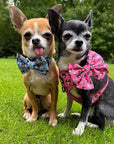 Blue Chihuahua Print Exclusive Designer Bow Tie by My Chi and Me