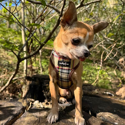 Luxury Brown Tartan Harness by My Pup and Me