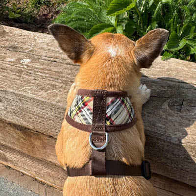 Luxury Brown Tartan Harness by My Pup and Me