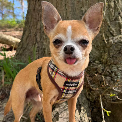 Luxury Brown Tartan Harness by My Pup and Me