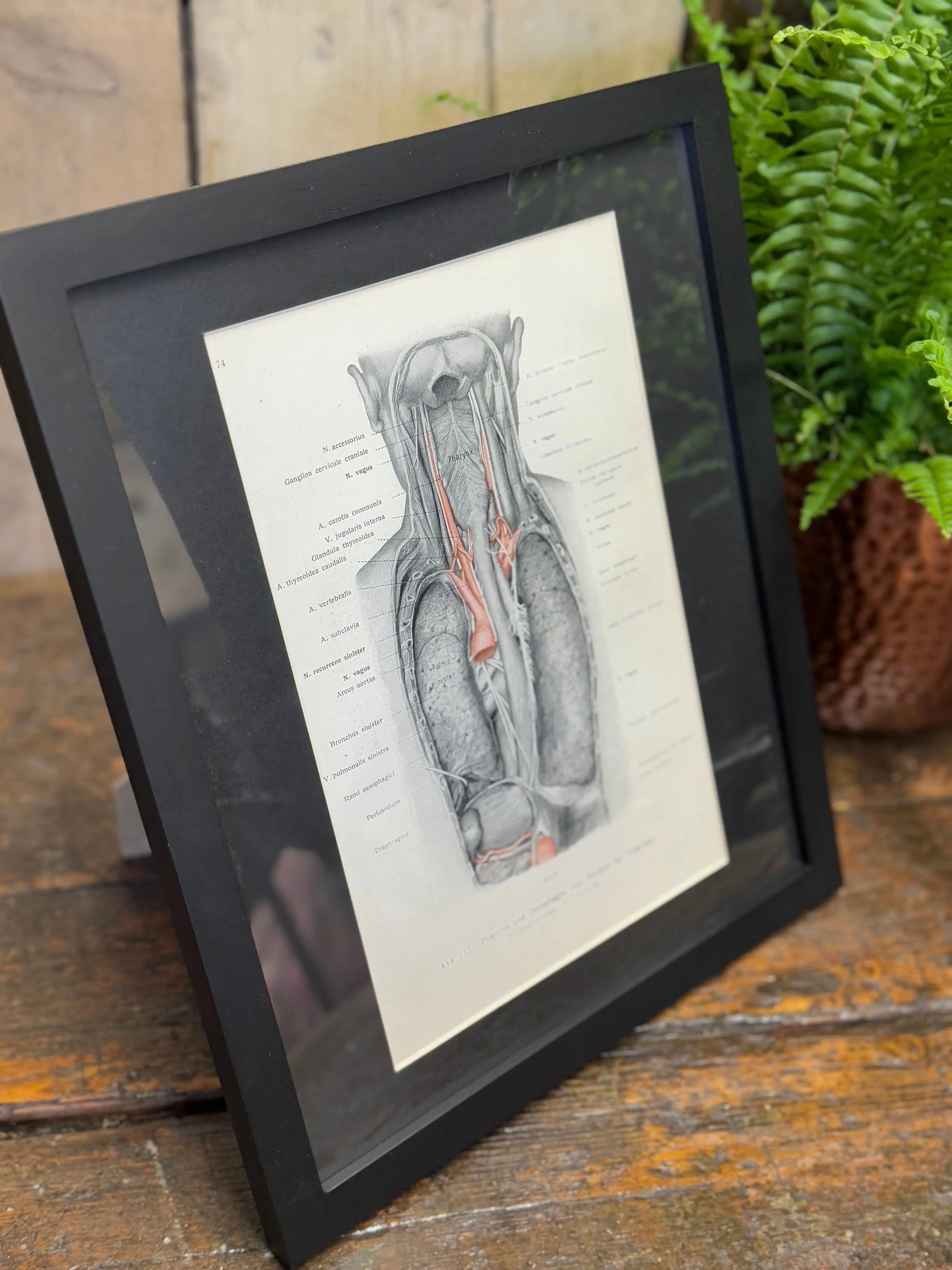 Framed Antique Anatomy Print 1920s Medical Book Plate Wall Art Picture G