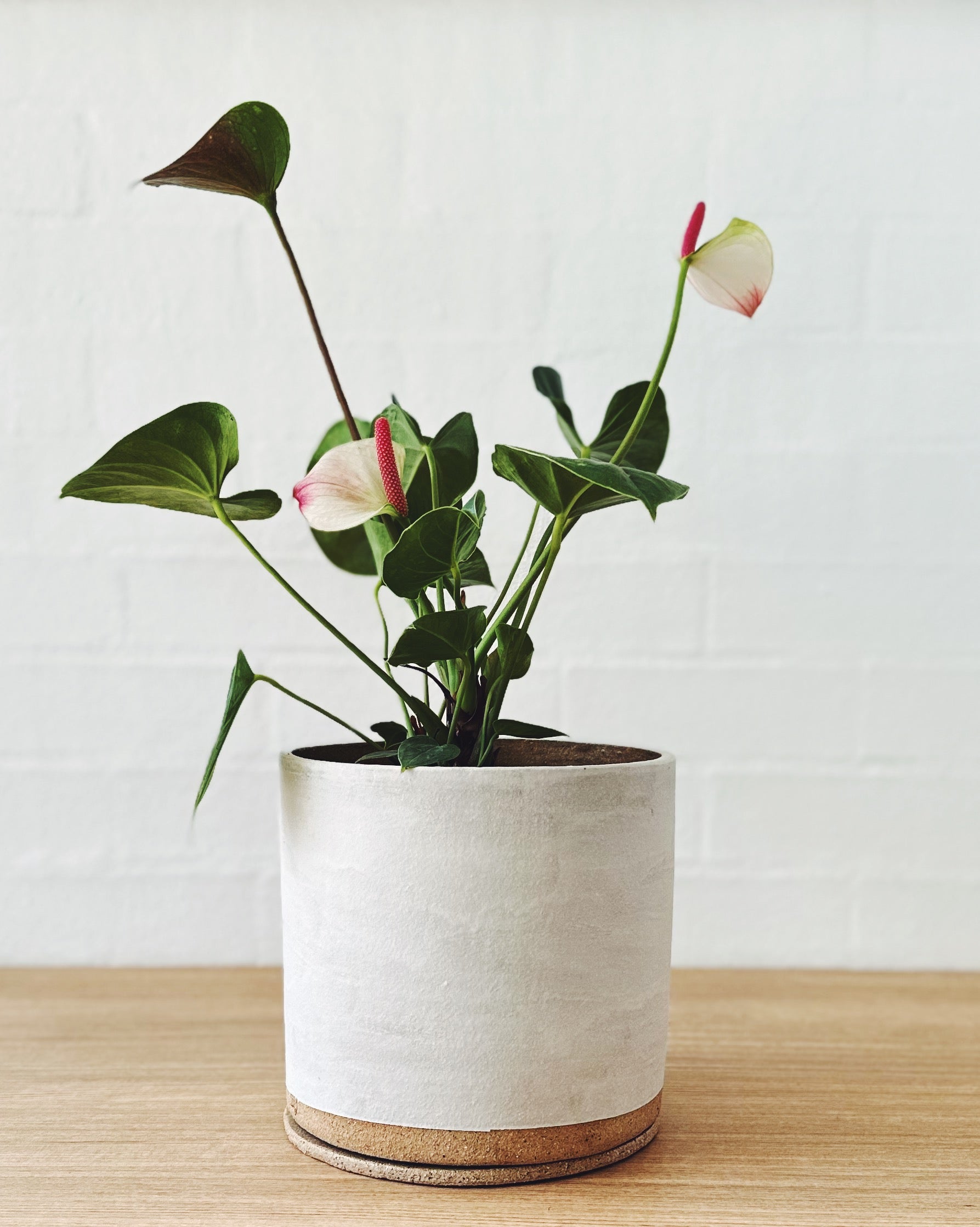 Handmade ceramic planter - Eggshell white
