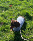 Blue Cashmere Plain Dog Jumper